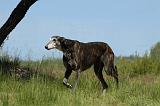 GREYHOUND 118